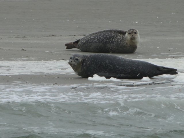 HWK Texel 219.jpg